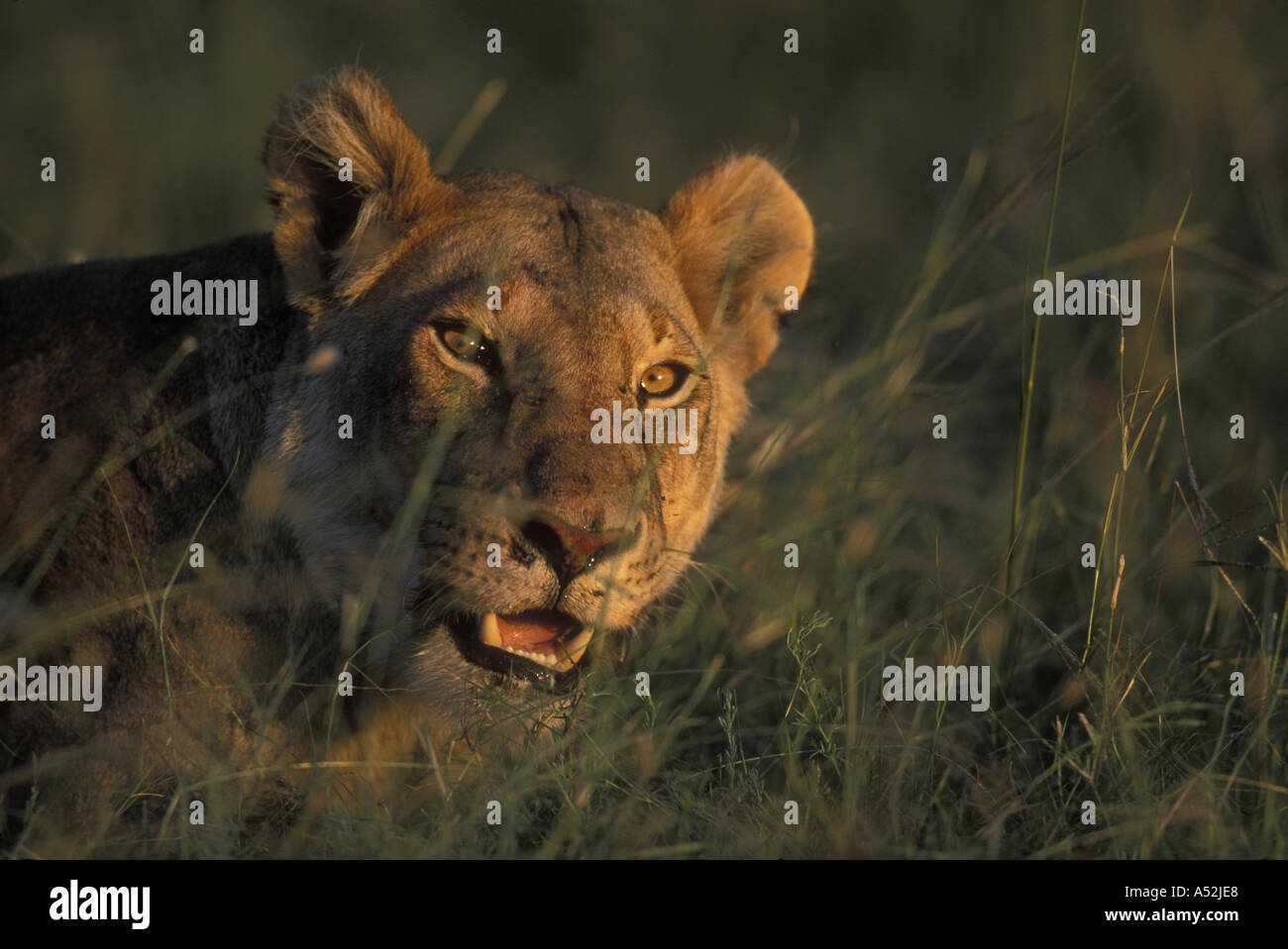 Kenya Masai Mara Game Reserve Lioness Panthera leo while feeding on ...
