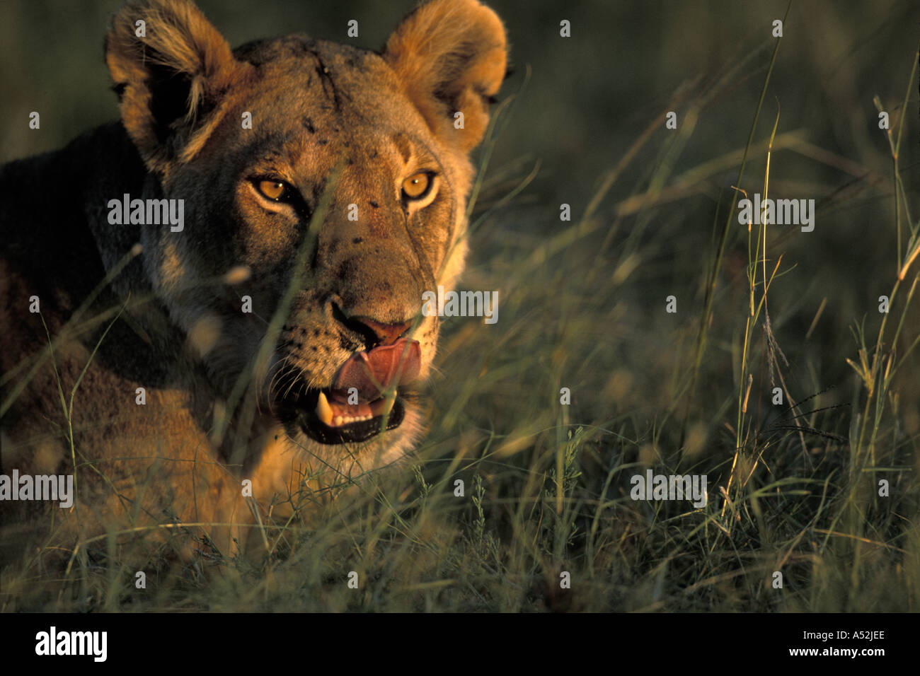 Kenya Masai Mara Game Reserve Lioness Panthera leo while feeding on ...