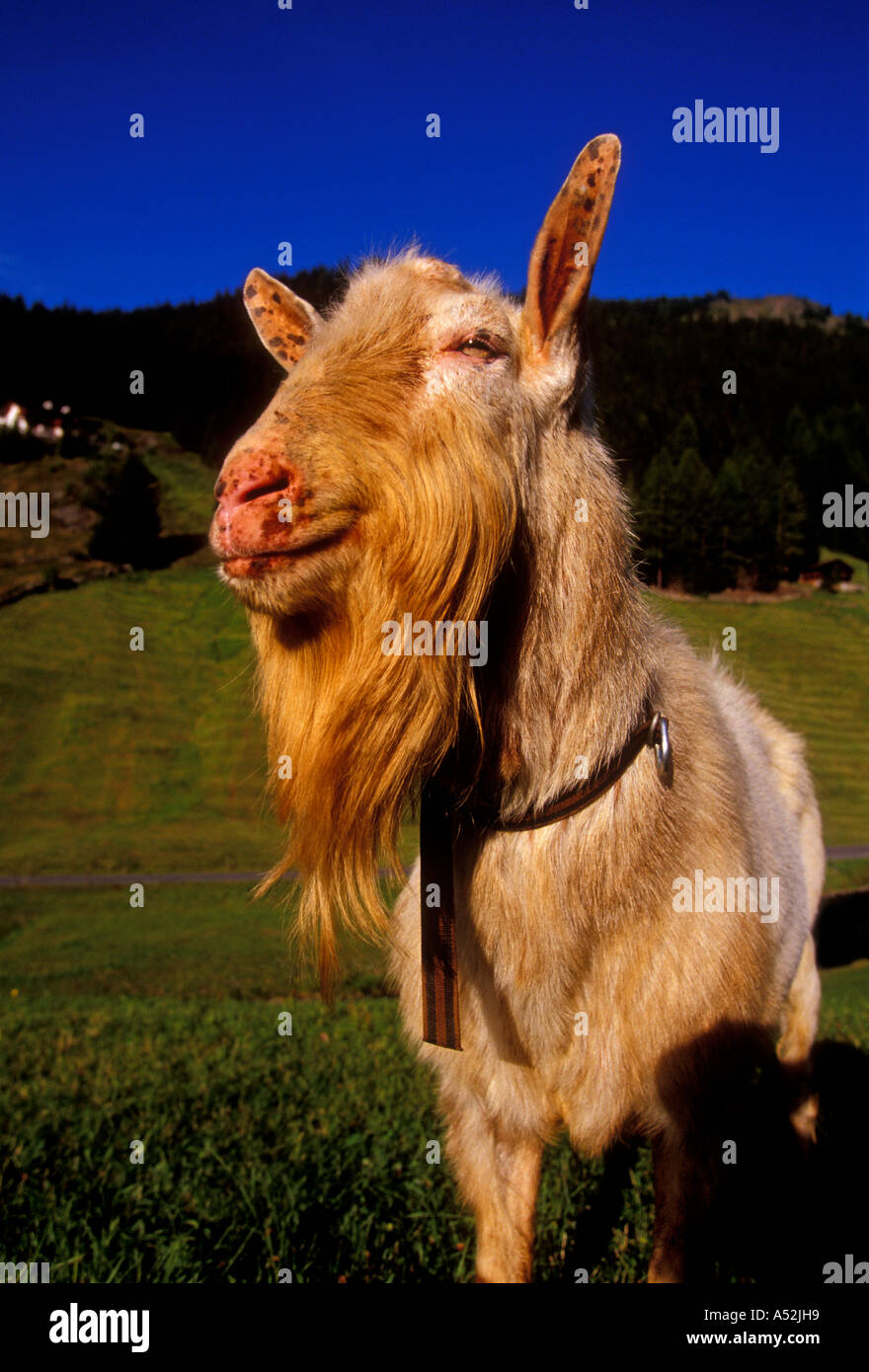 Saanen goat, goat, domestic animal, pasture, Davos, Upper Engadin, Graubunden Canton, Switzerland, Central Europe, Europe Stock Photo