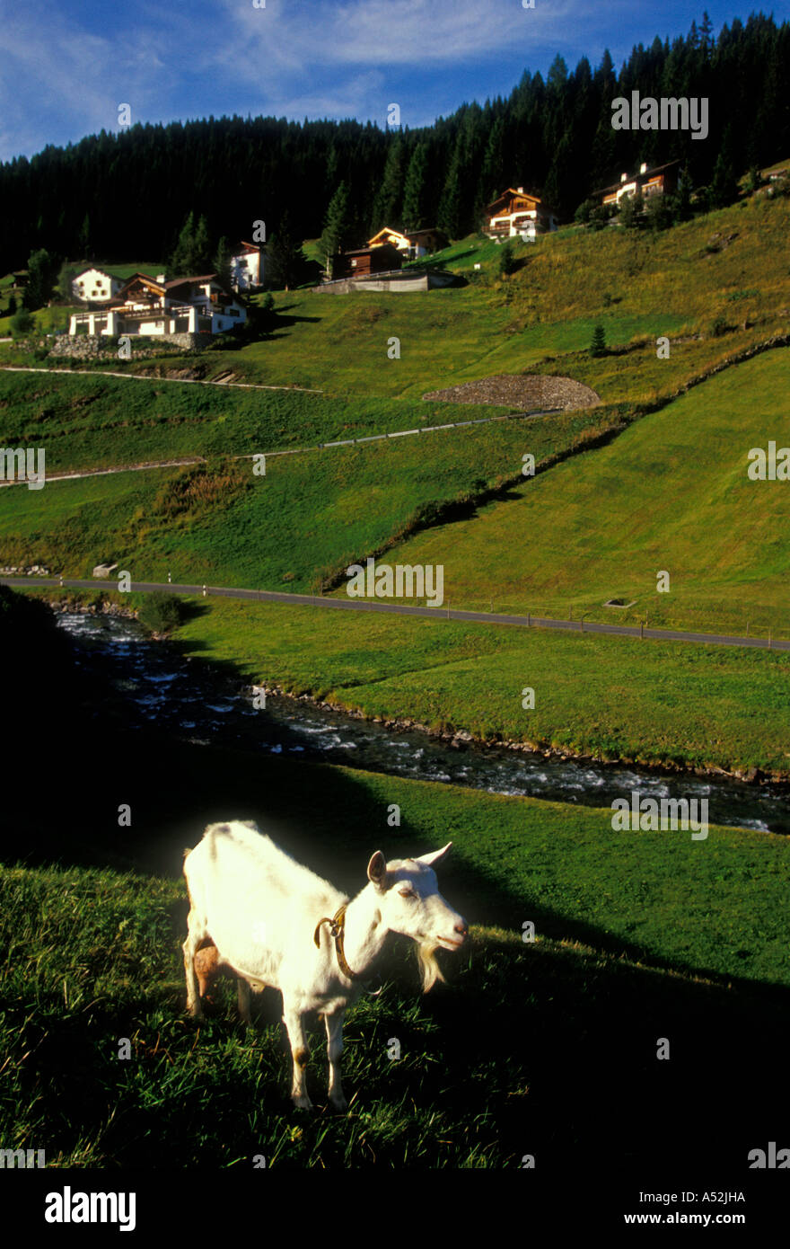 Saanen goat at pasture Davos Graubunden Canton Switzerland Europe Stock Photo