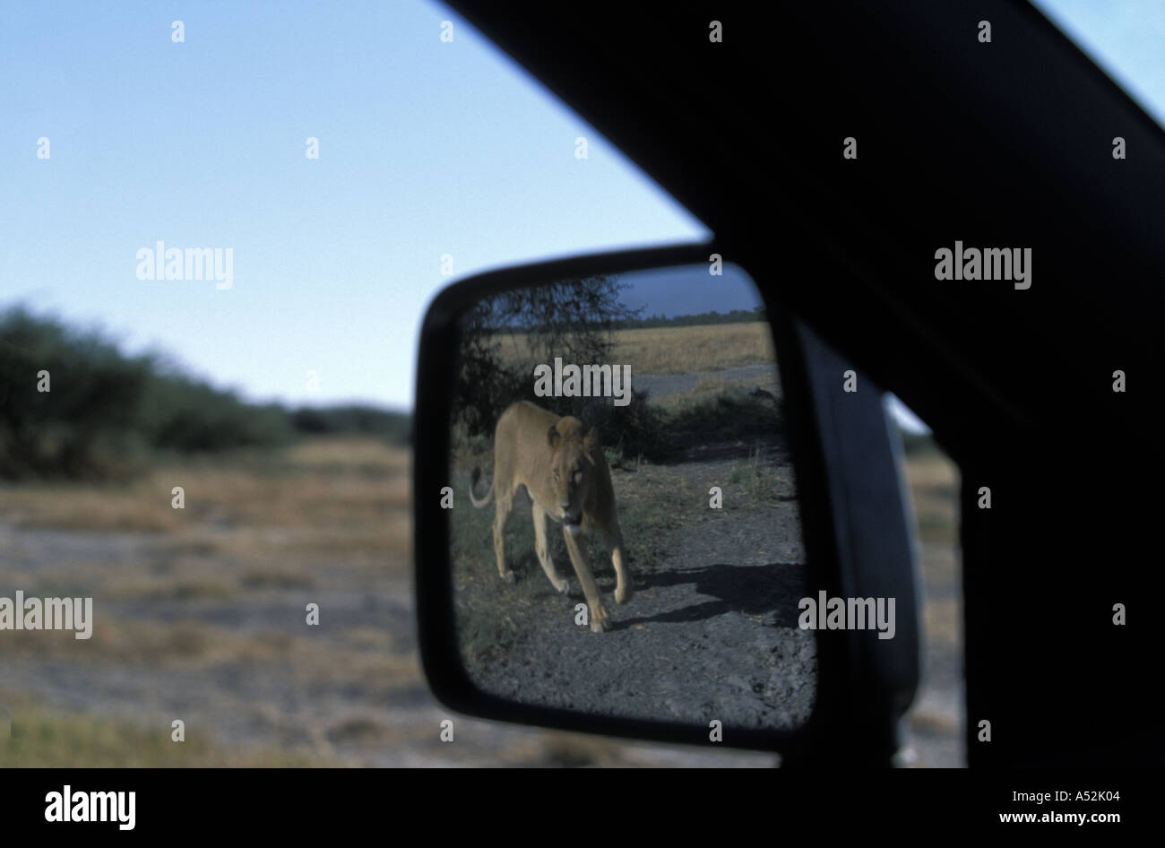 Africa Botswana Chobe National Park Reflection of Lion Panthera leo in truck mirror in Savuti Marsh at dawn Stock Photo