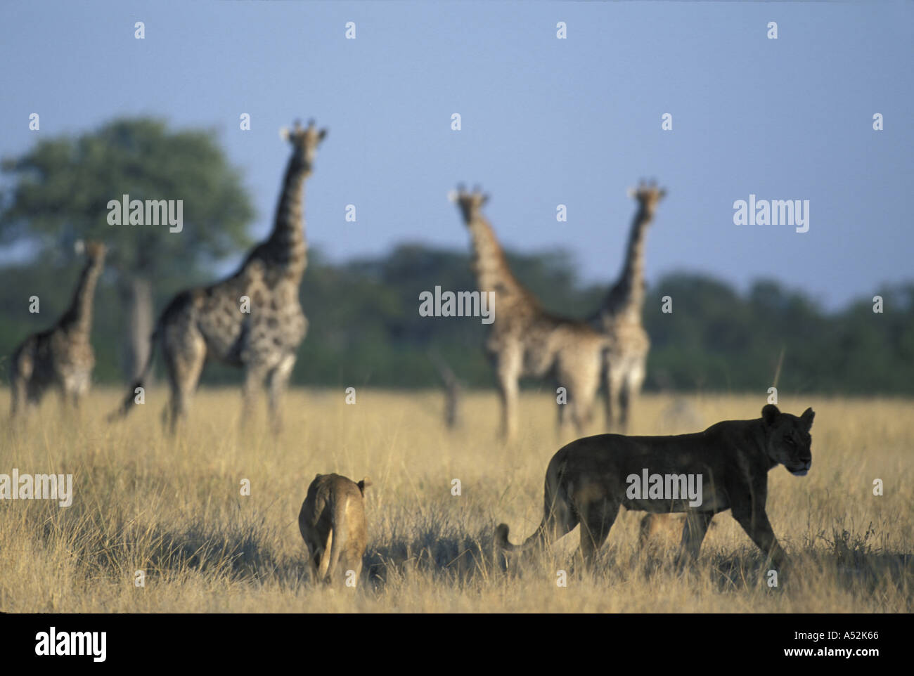 Botswana Chobe National Park Pride of Lions Panthera leo stalk Giraffes ...