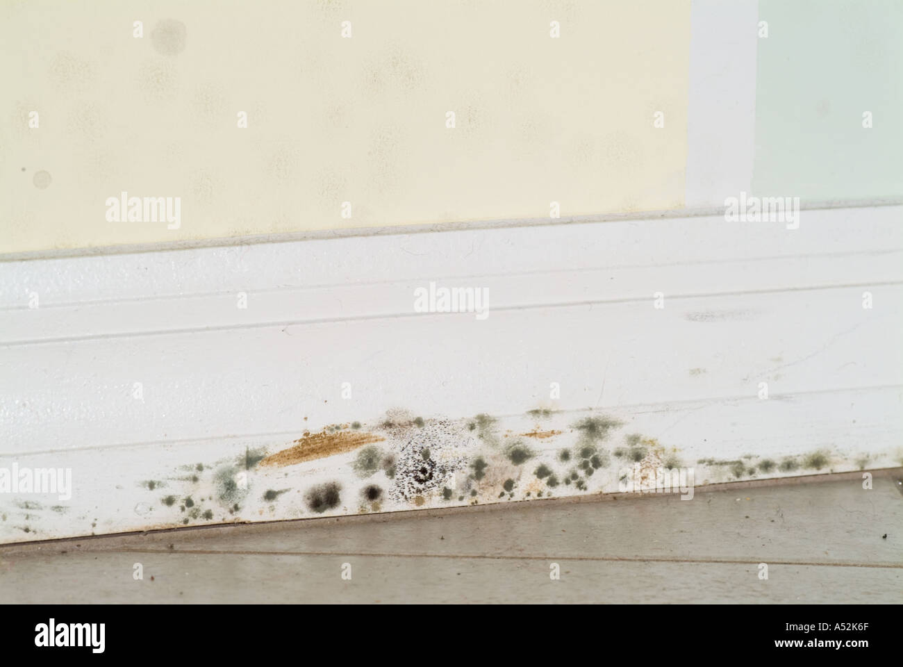 mold mildew on inside wall along baseboard molding storm damage water