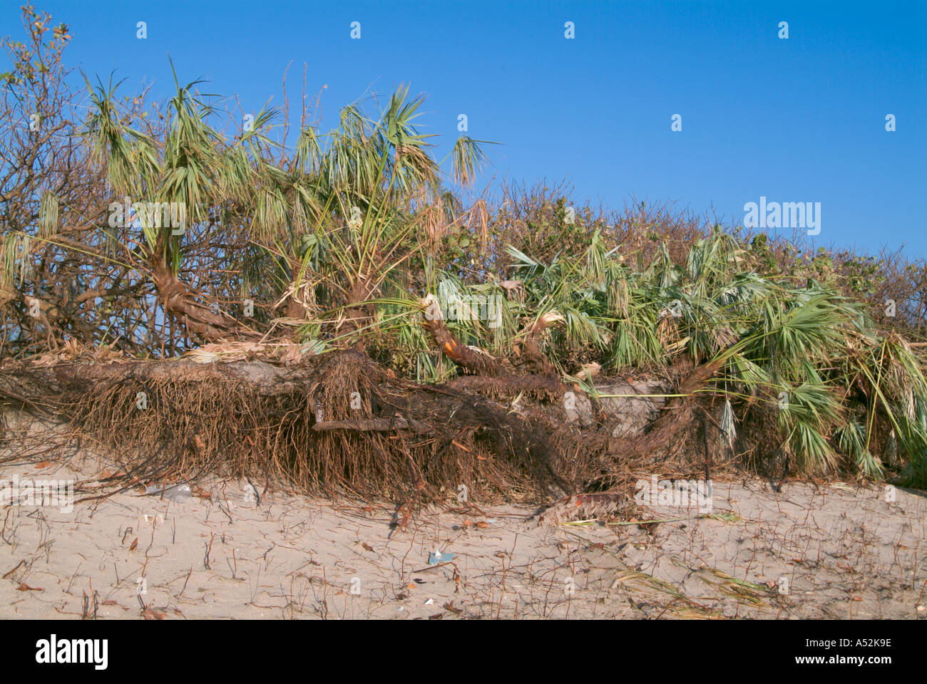 Hurricane Jeanne storm surge damage to beach dune Hutchinson Island Saint Lucie County Florida Stock Photo