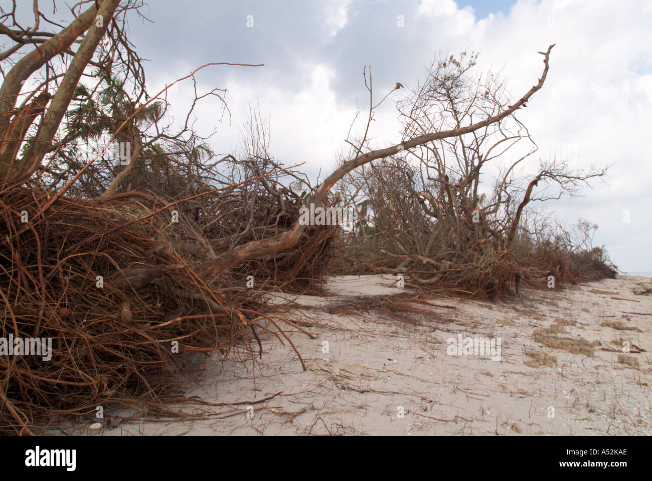 Hurricane Jeanne storm surge damage to beach dune Hutchinson Island Saint Lucie County Florida Stock Photo