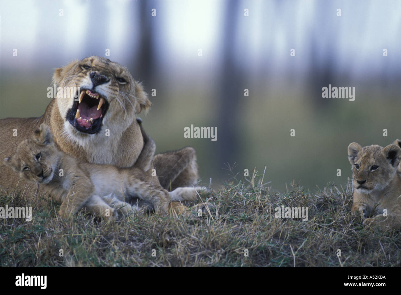 Africa Kenya Masai Mara Game Reserve Lioness Panthera leo growls at ...