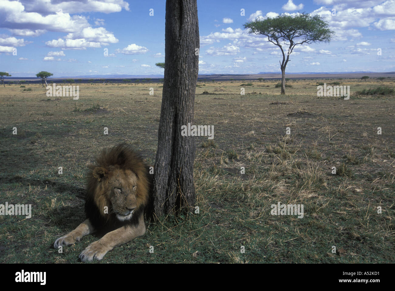 Africa Kenya Masai Mara Game Reserve Adult male Lion Panthera leo rests ...