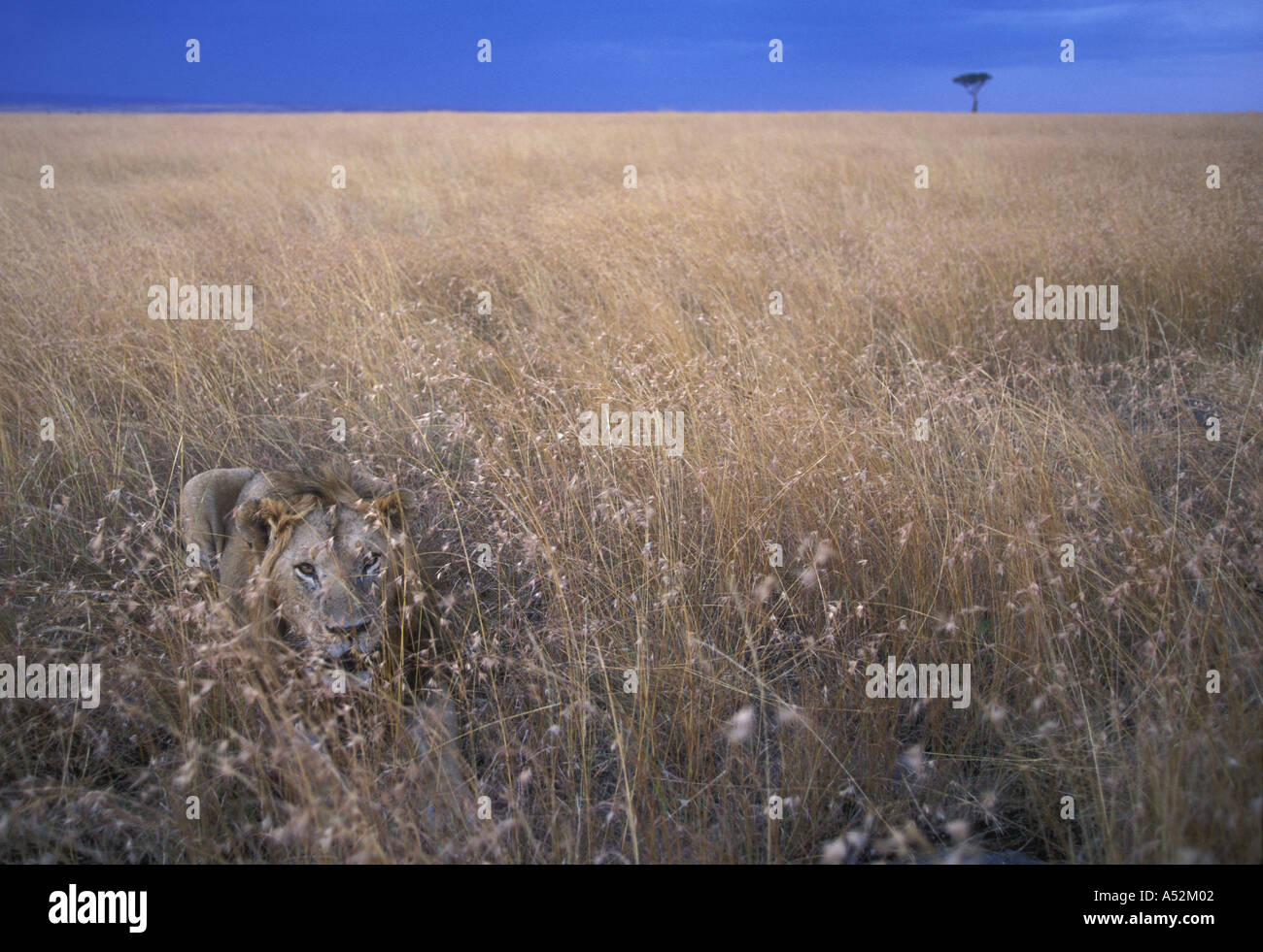Africa Kenya Masai Mara Game Reserve Adult Male Lion Panthera leo lies ...