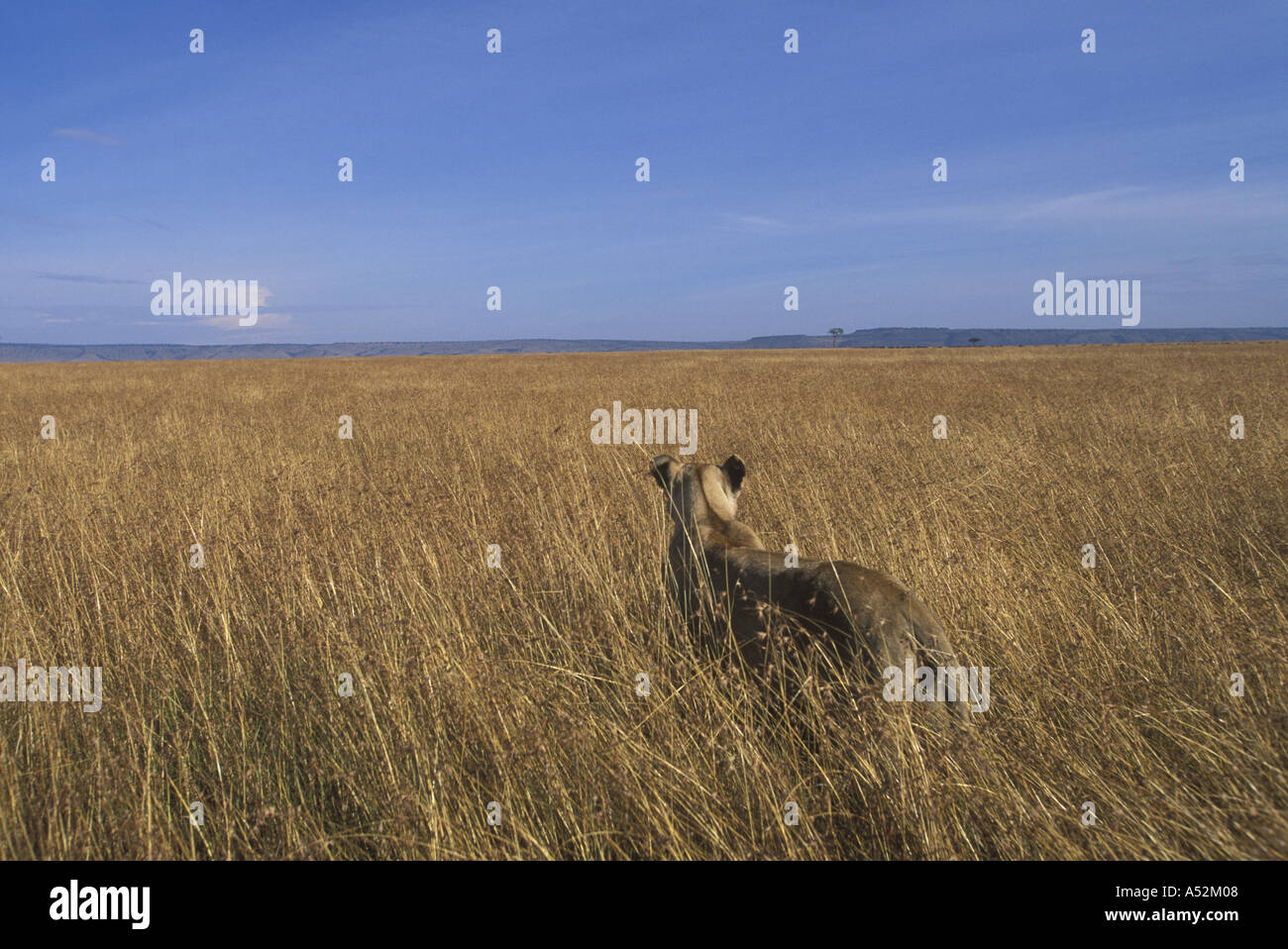 Africa Kenya Masai Mara Game Reserve Adult Female Lioness Panthera leo ...