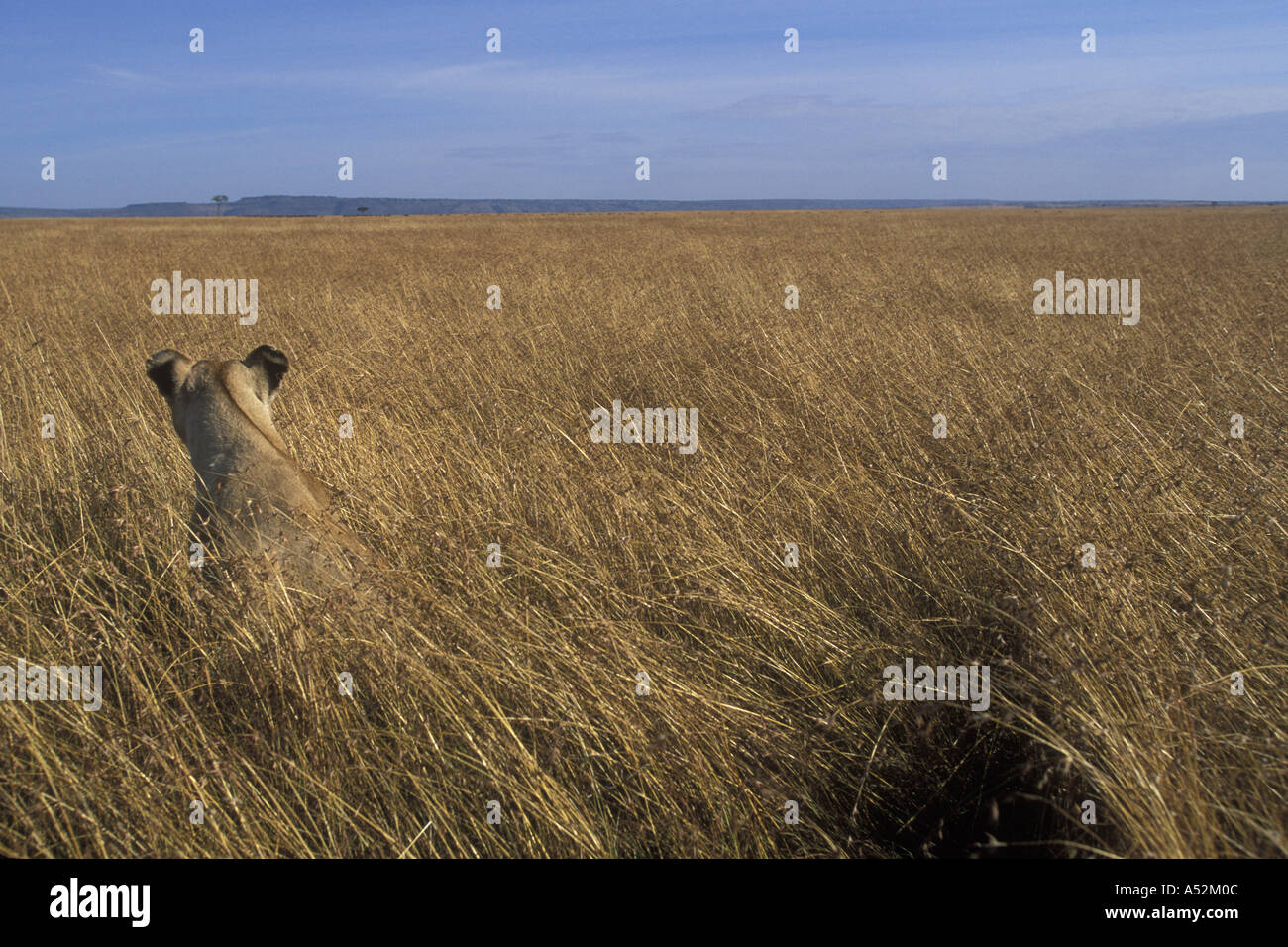 Africa Kenya Masai Mara Game Reserve Adult Female Lioness Panthera leo ...