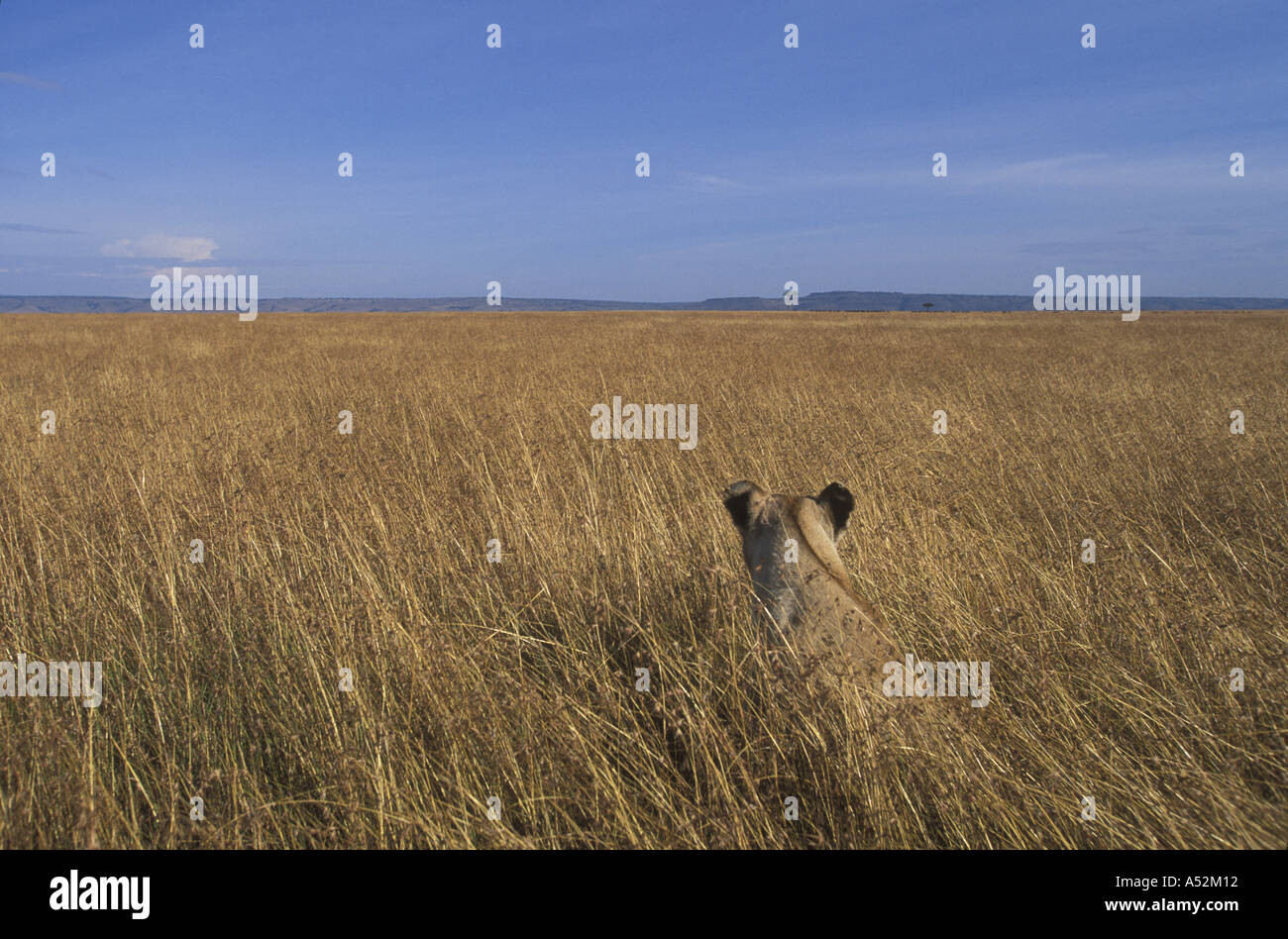 Africa Kenya Masai Mara Game Reserve Adult Female Lioness Panthera leo ...