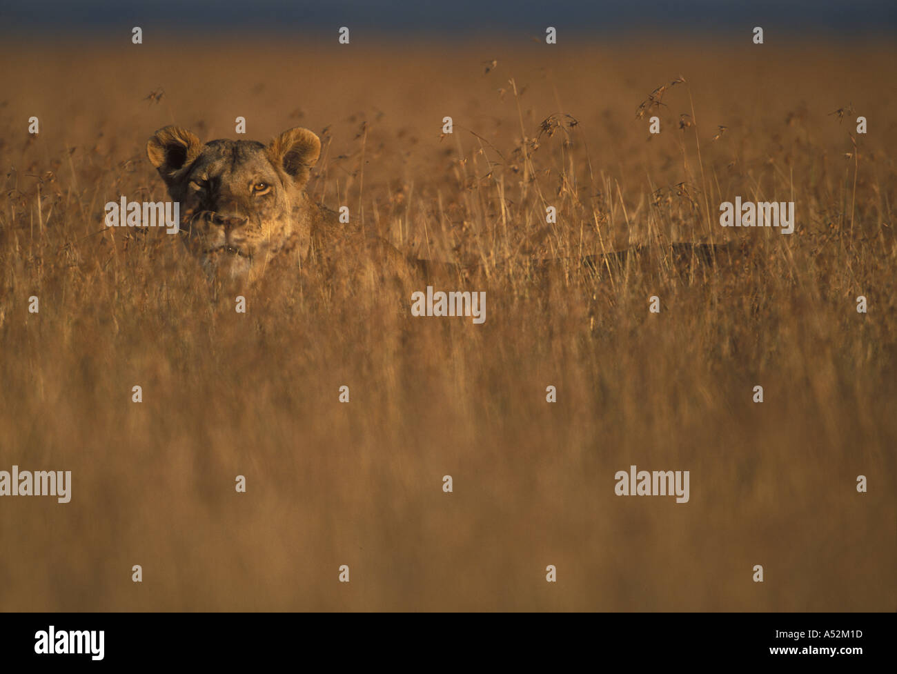Africa Kenya Masai Mara Game Reserve Adult Female Lioness Panthera leo ...