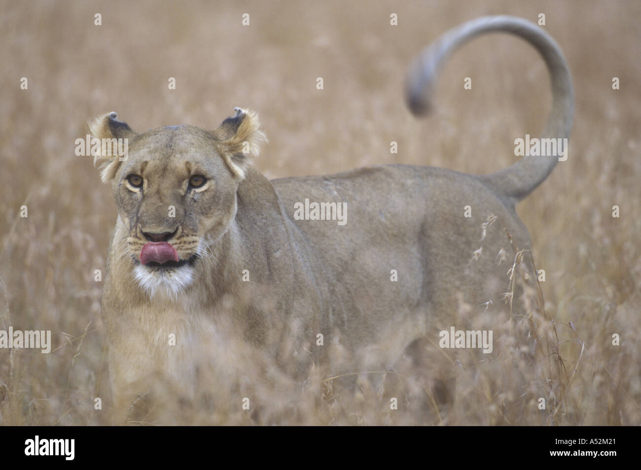 Africa Kenya Masai Mara Game Reserve Adult Female Lioness Panthera leo ...