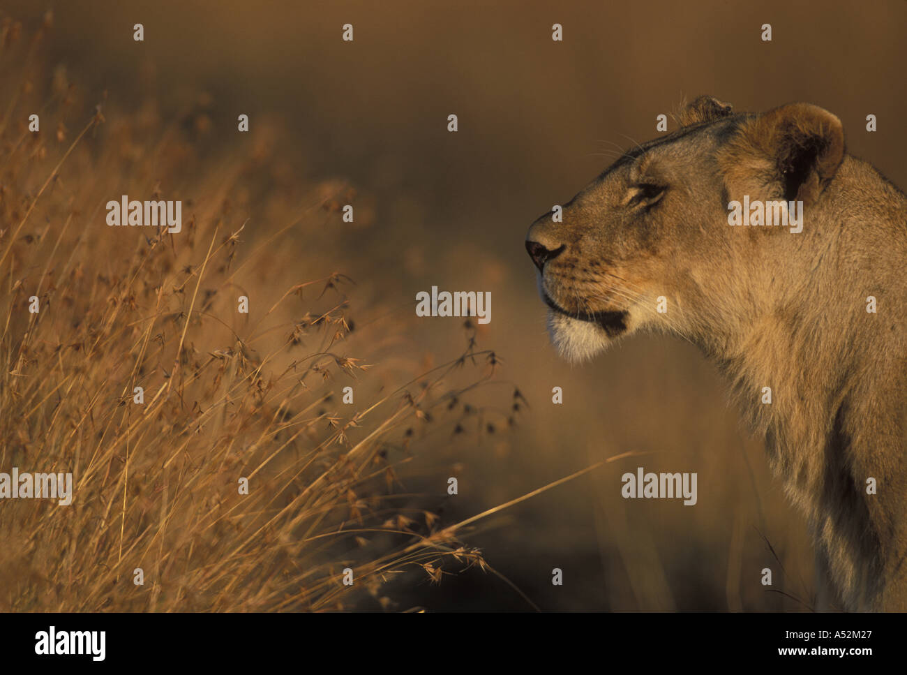Africa Kenya Masai Mara Game Reserve Adult Female Lioness Panthera leo ...