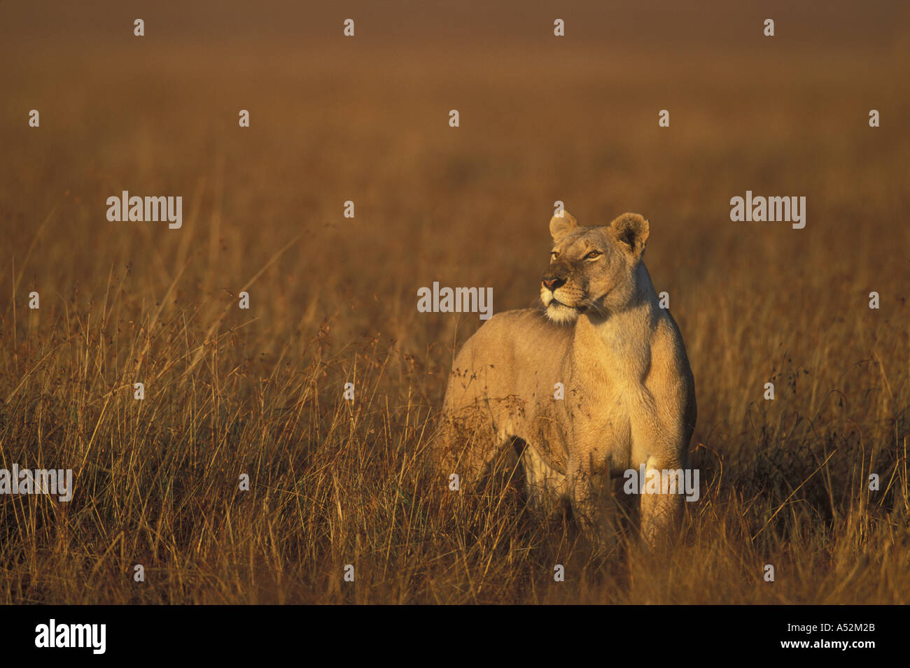Africa Kenya Masai Mara Game Reserve Adult Female Lioness Panthera leo ...