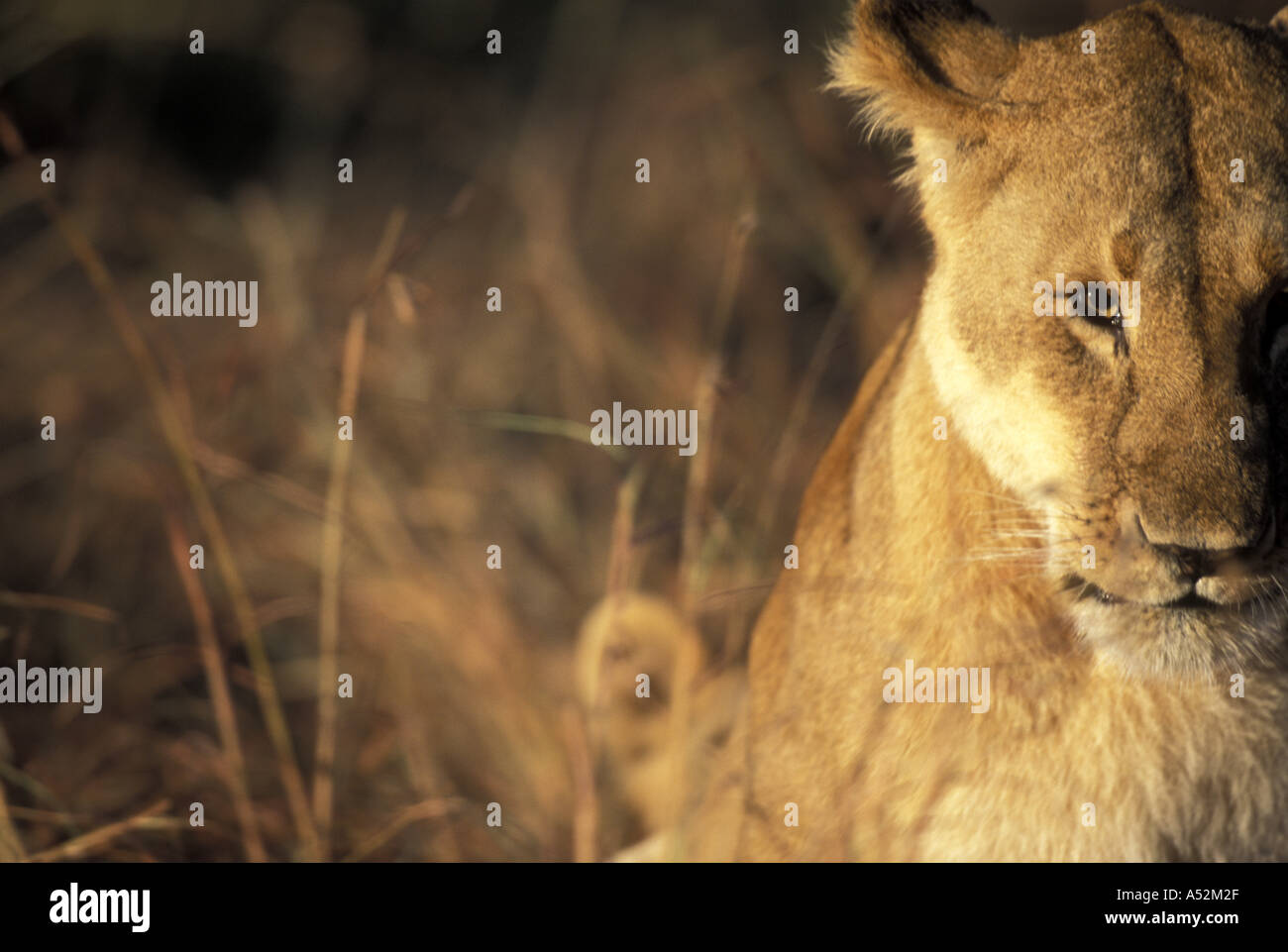 Africa Kenya Masai Mara Game Reserve Adult Female Lioness Panthera leo ...