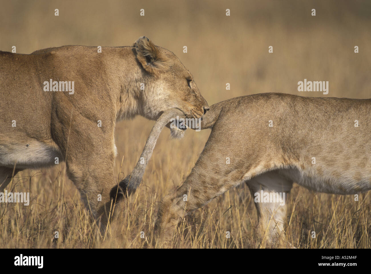 Africa Kenya Masai Mara Game Reserve Lioness Panthera leo chews on tail ...