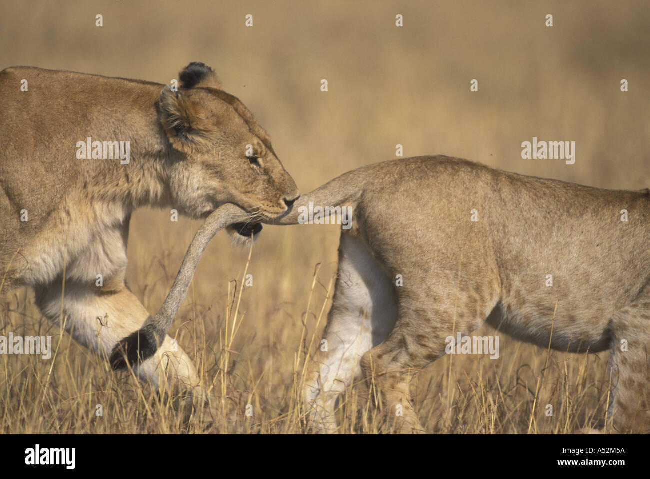 Africa Kenya Masai Mara Game Reserve Lioness Panthera leo chews on tail ...