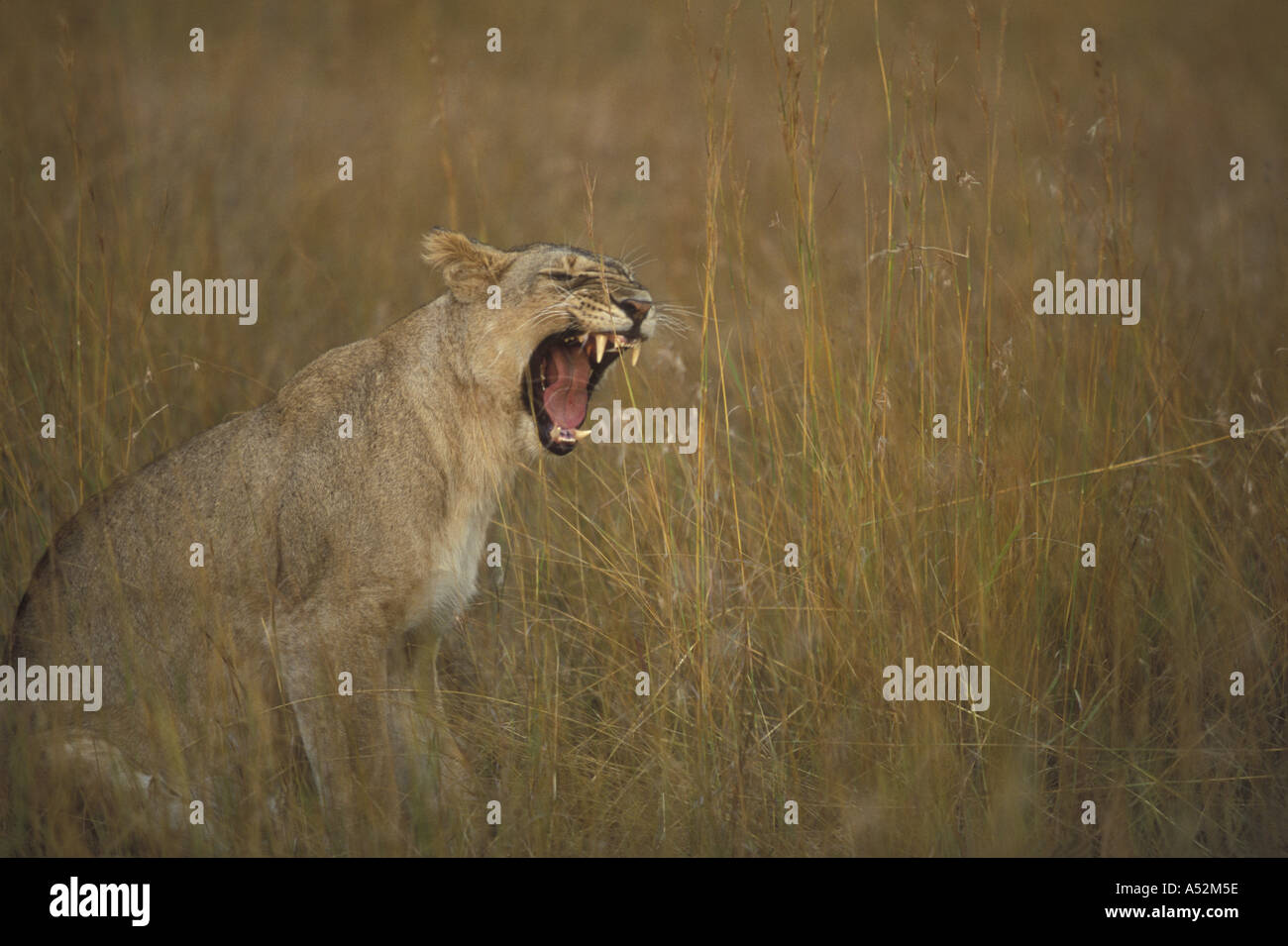 Africa Kenya Masai Mara Game Reserve Lioness Panthera leo bares teeth ...