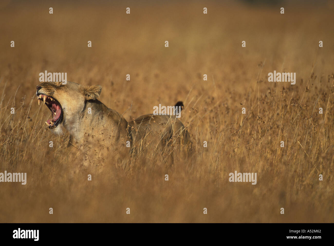 Africa Kenya Masai Mara Game Reserve Lioness Panthera leo bares teeth ...