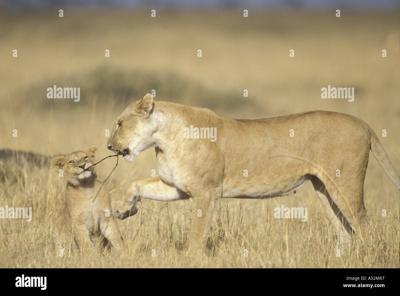 Africa Kenya Masai Mara Game Reserve Lioness Panthera leo playing with ...