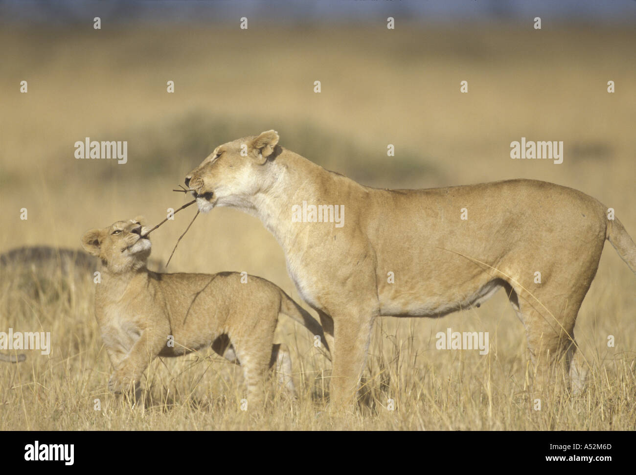 Africa Kenya Masai Mara Game Reserve Lioness Panthera leo playing with ...
