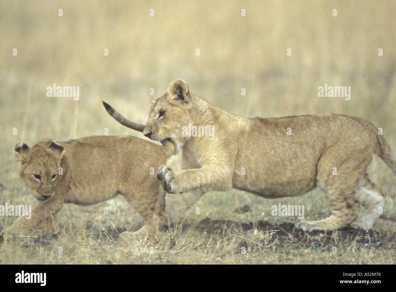 Africa Kenya Masai Mara Game Reserve Lioness Panthera leo playing with ...