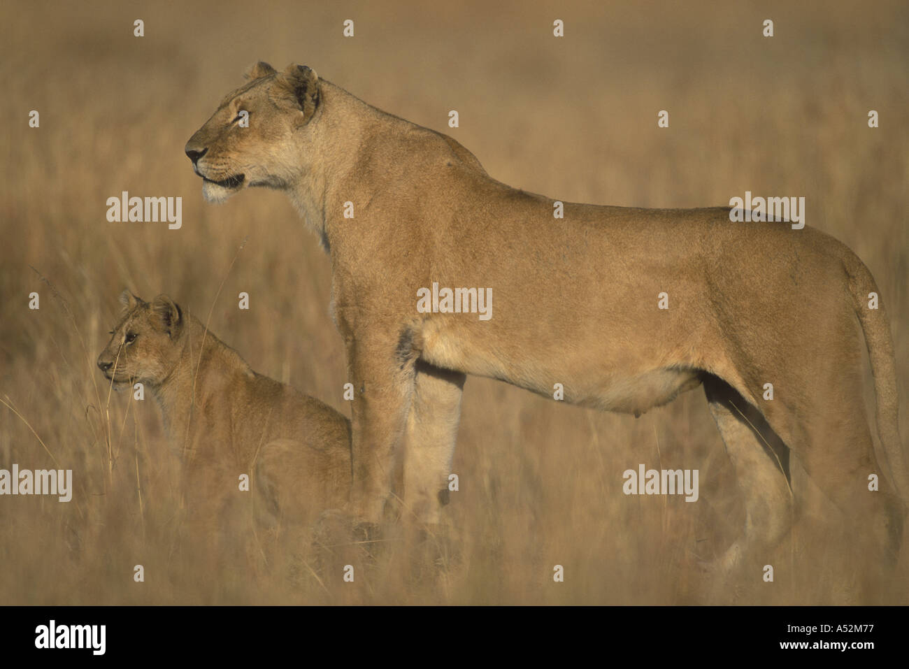 Africa Kenya Masai Mara Game Reserve Lioness Panthera leo stands above ...
