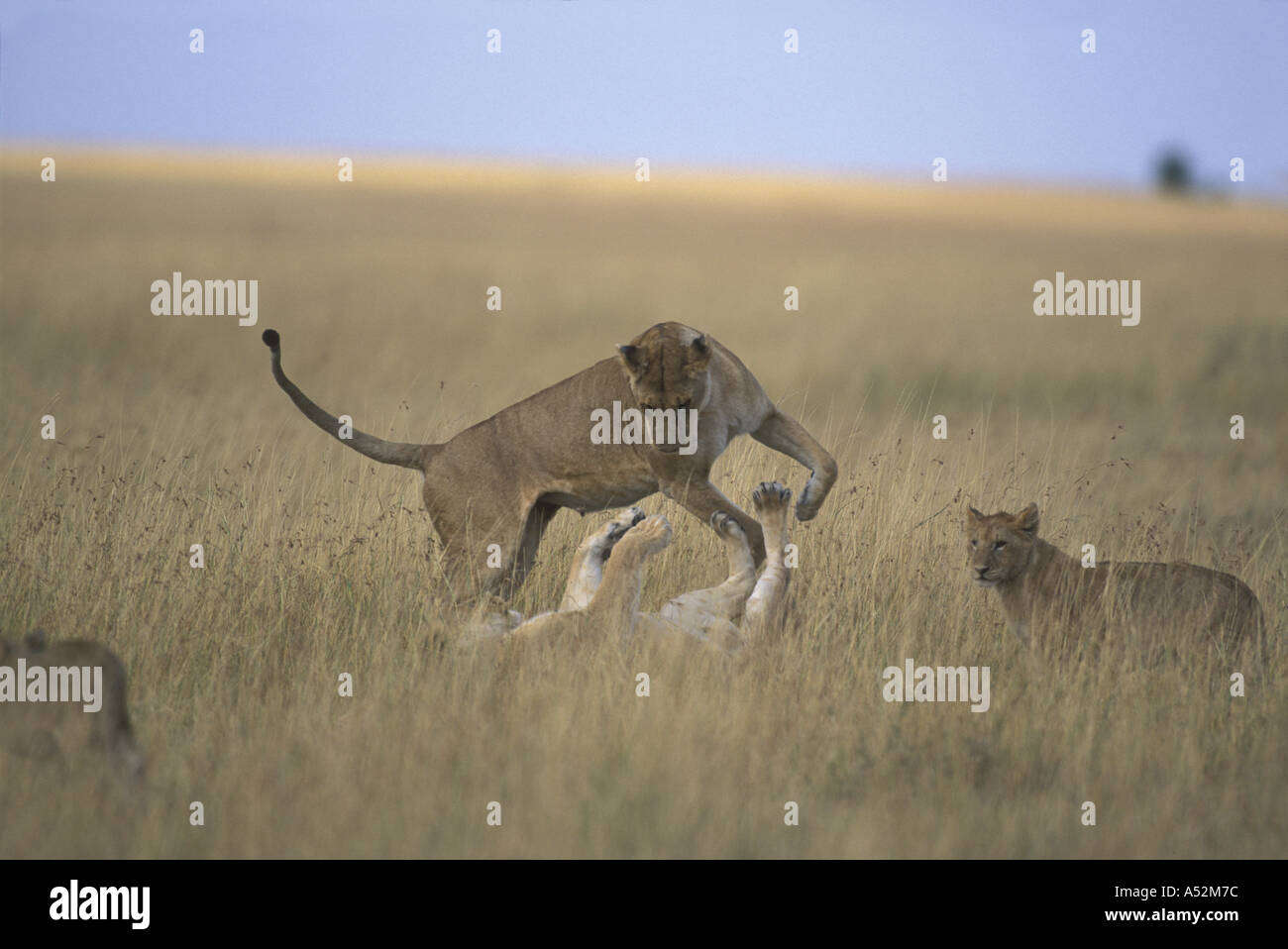 Africa Kenya Masai Mara Game Reserve Lioness Panthera leo playing with ...
