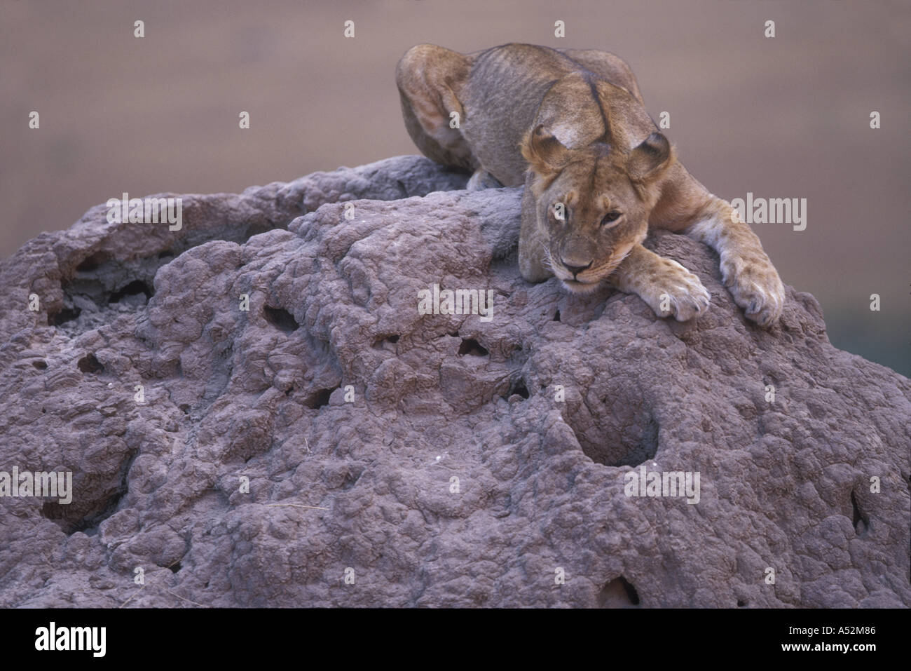 Africa Kenya Masai Mara Game Reserve Adolescent Lion cub Panthera leo ...