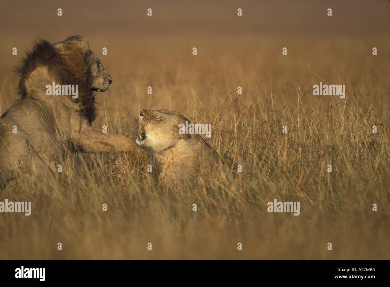 Africa Kenya Masai Mara Game Reserve Lion and Lioness Panthera leo ...