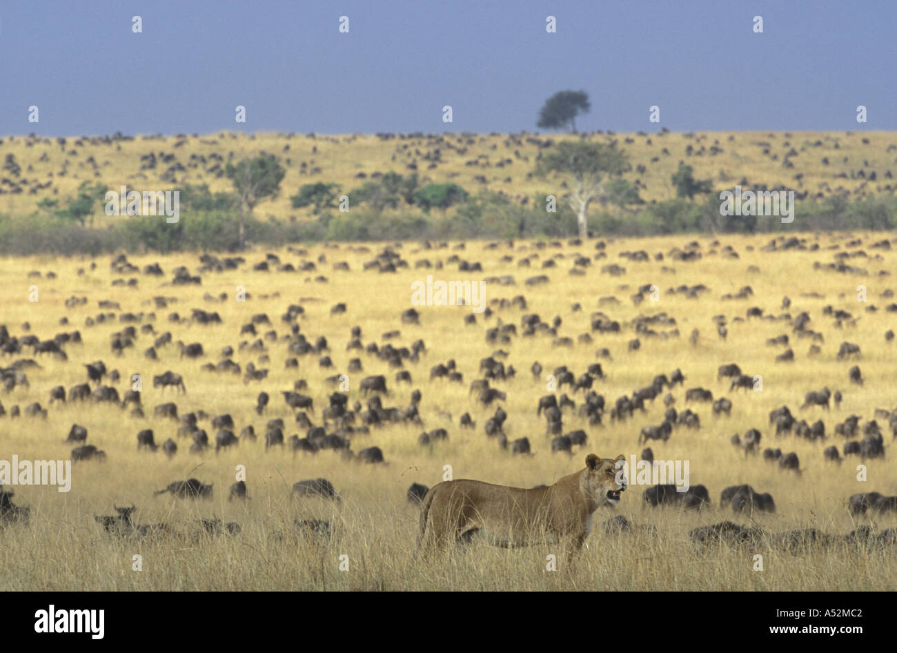 Africa Kenya Masai Mara Game Reserve Adult Female Lioness Panthera leo ...