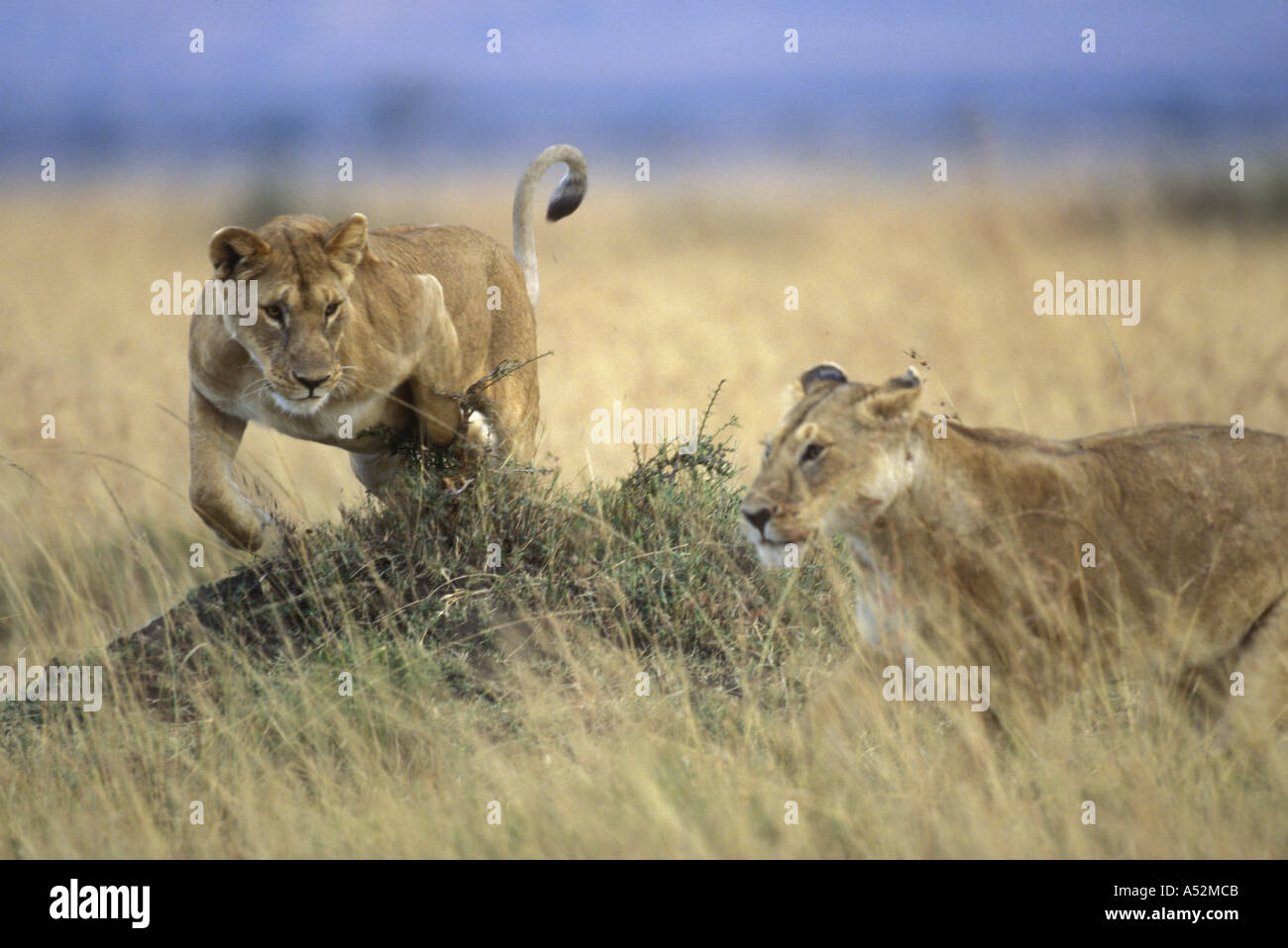 Africa Kenya Masai Mara Game Reserve Adult Female Lioness Panthera leo ...