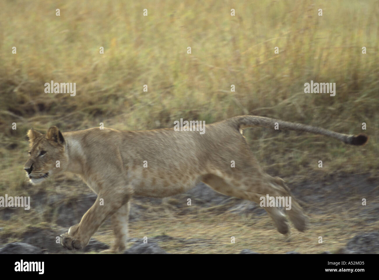 Africa Kenya Masai Mara Game Reserve Adolescent Lion Cub Panthera leo ...