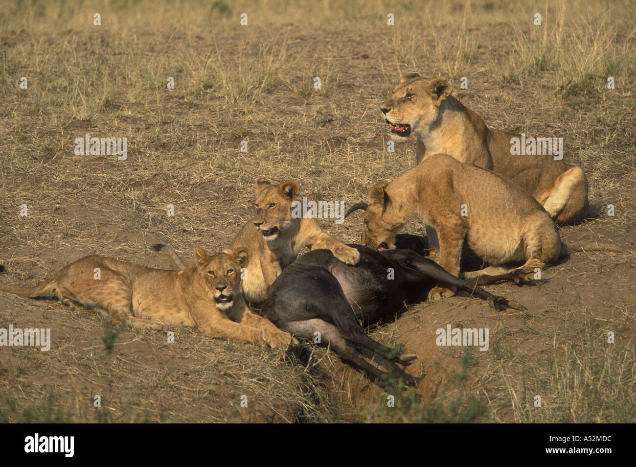 Africa Kenya Masai Mara Game Reserve Lion pride Panthera leo feeding on ...