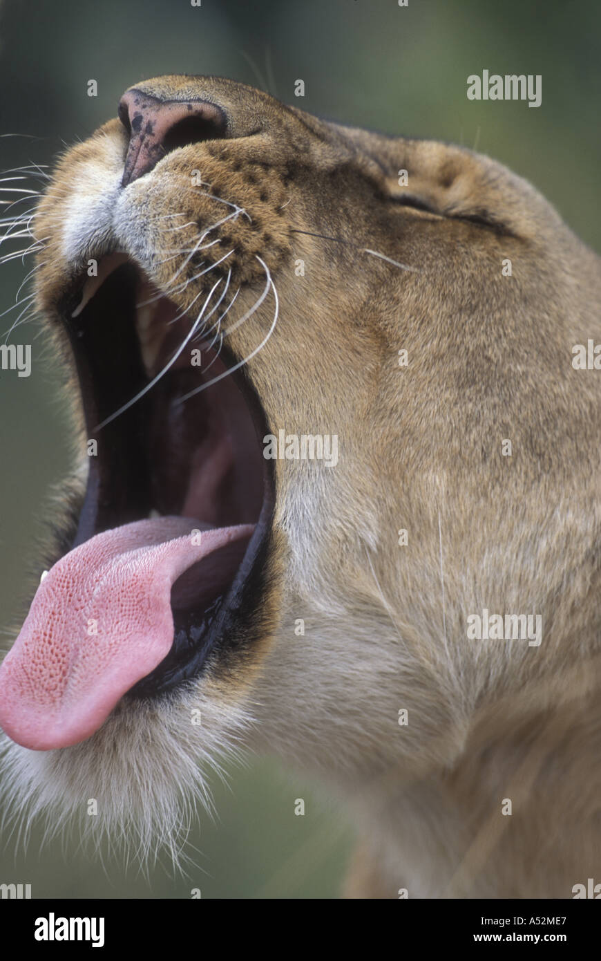 Africa Kenya Masai Mara Game Reserve Adult Female Lioness Panthera leo ...