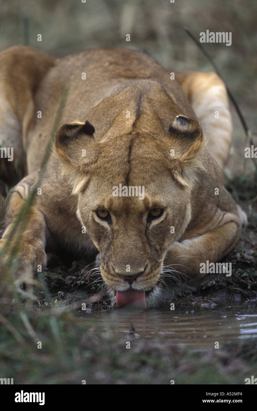 Africa Kenya Masai Mara Game Reserve Adult Female Lioness Panthera leo ...