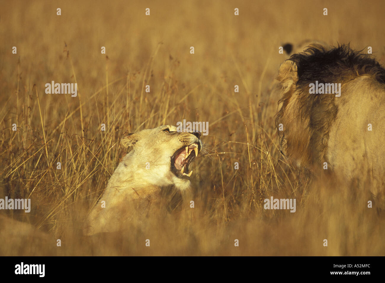 Africa Kenya Masai Mara Game Reserve Adult Female Lioness Panthera leo ...
