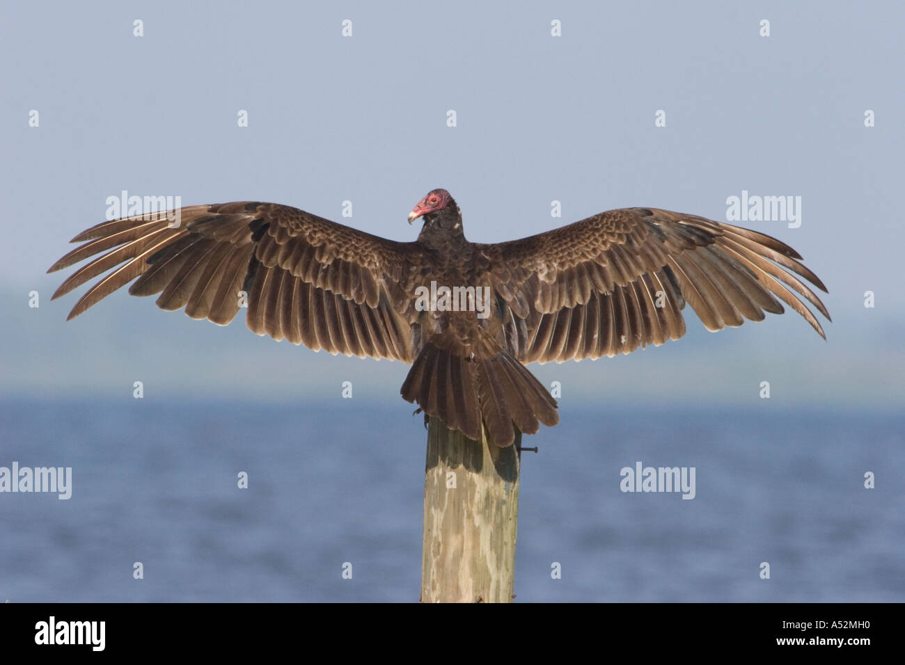 Turkey Vulture adult wings stretched sunning Stock Photo Alamy
