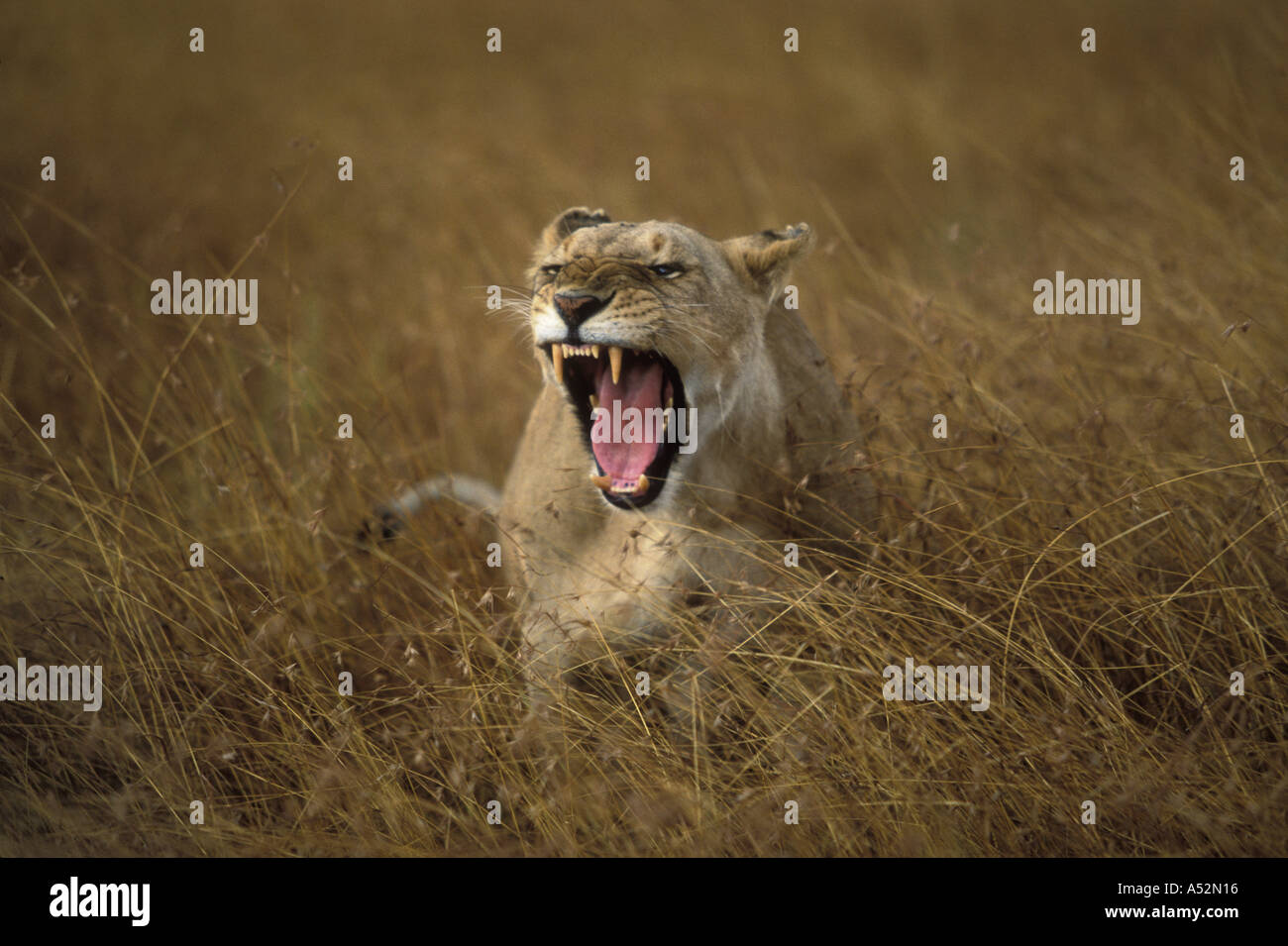 Africa Kenya Masai Mara Game Reserve Adult Female Lioness Panthera leo ...