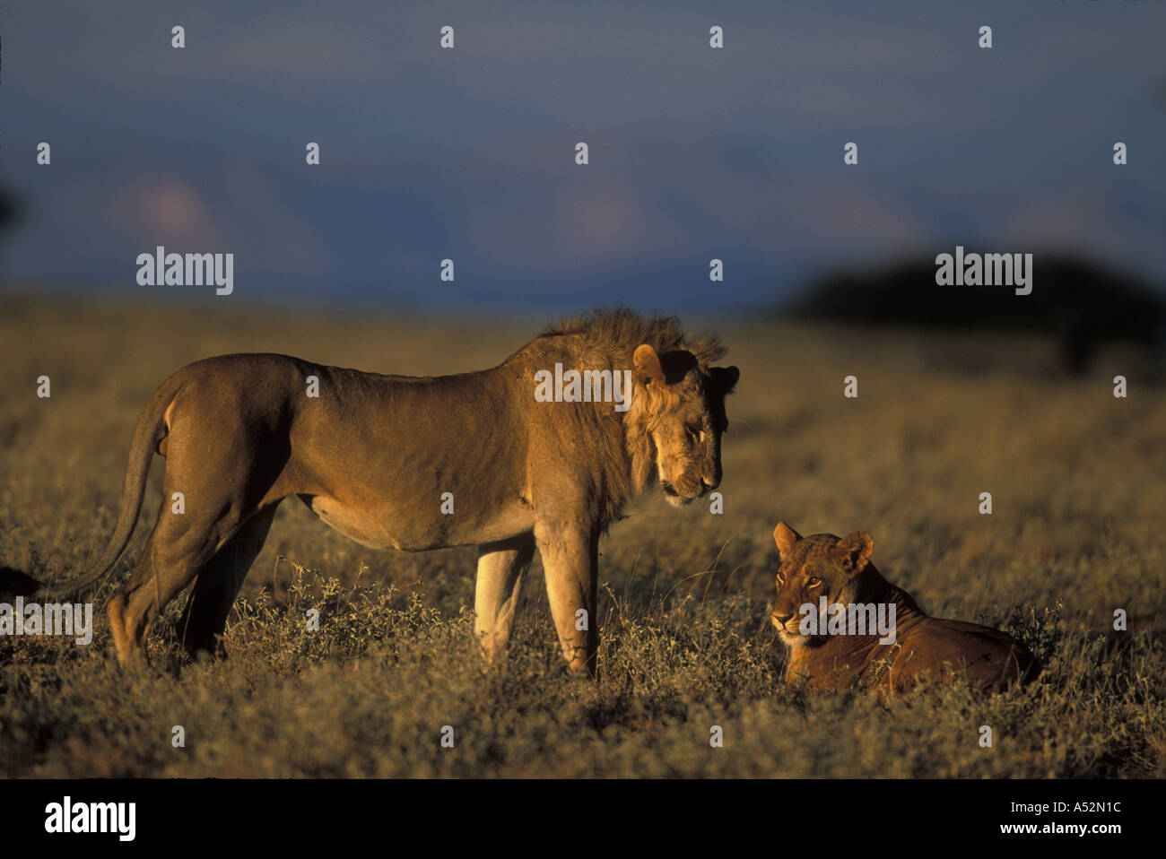 African lion couple lying down hi-res stock photography and images - Alamy