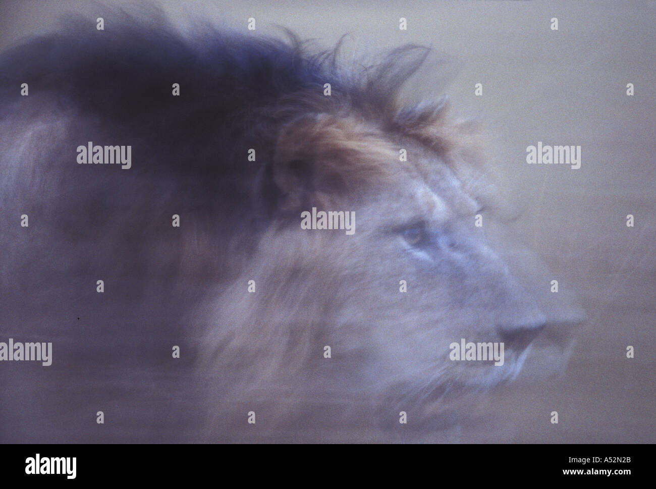 Right side profile lion head hi-res stock photography and images - Alamy