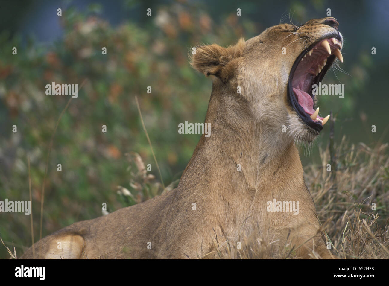 Africa Kenya Masai Mara Game Reserve Adult Female Lioness Panthera leo ...