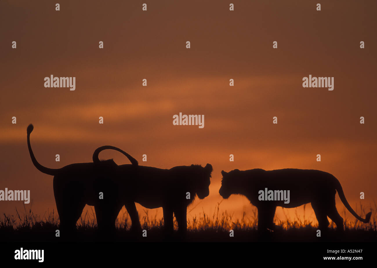 Africa Kenya Masai Mara Game Reserve Silhouette of Lion pride Panthera ...