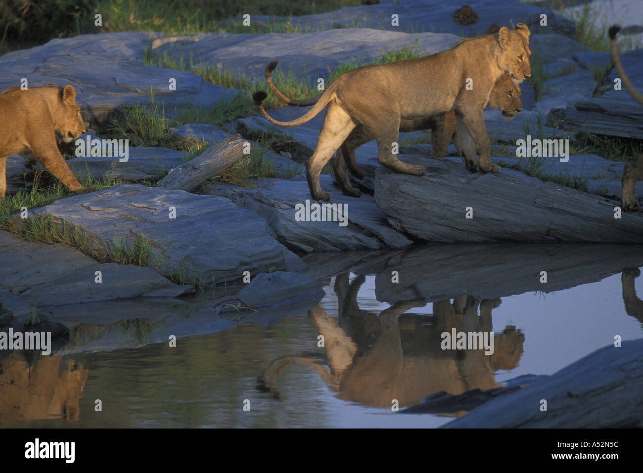Kenya Masai Mara Game Reserve Lion pride Panthera leo walking along ...
