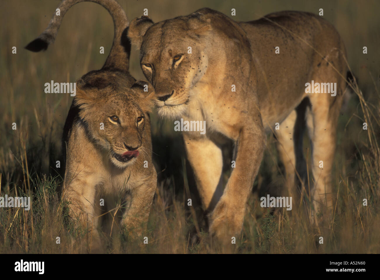 Africa Kenya Masai Mara Game Reserve Lioness Panthera leo walking with ...
