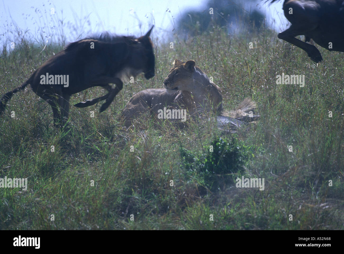 Africa Kenya Masai Mara Game Reserve Adult Lioness Panthera leo with ...