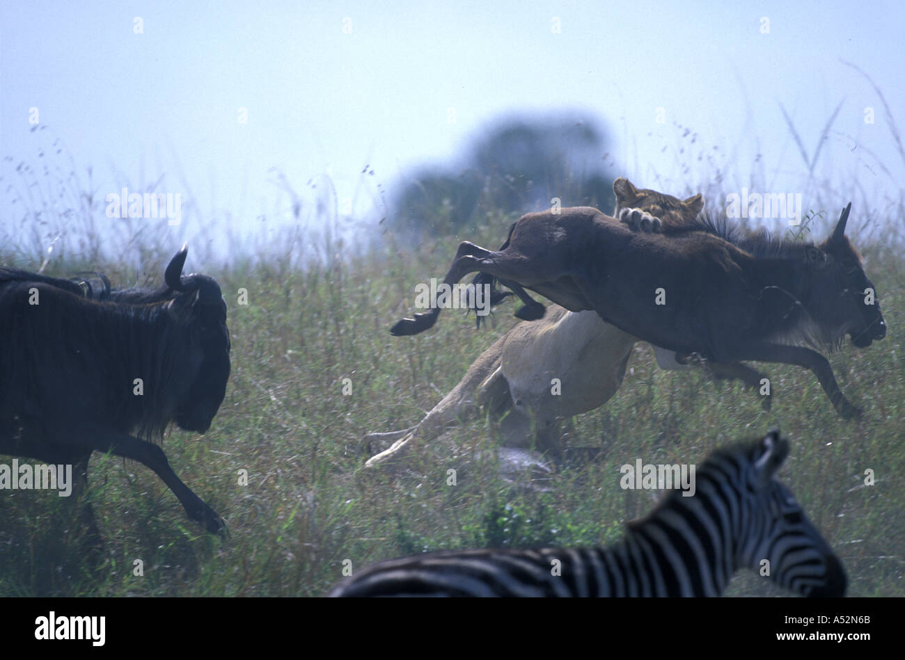 Africa Kenya Masai Mara Game Reserve Adult Lioness Panthera leo leaps ...