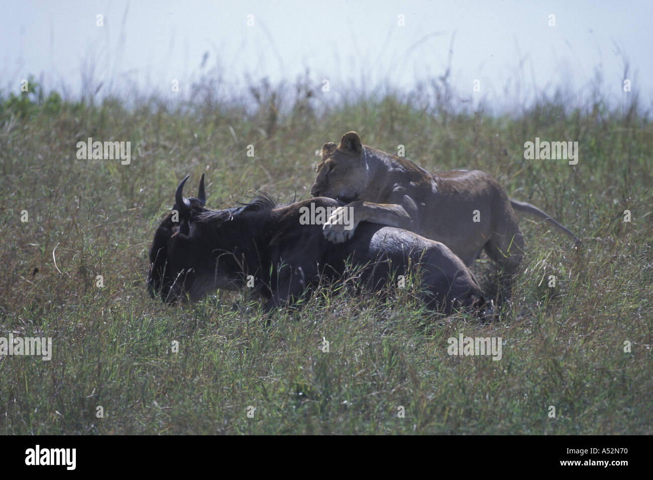 Africa Kenya Masai Mara Game Reserve Adult Lioness Panthera leo ...
