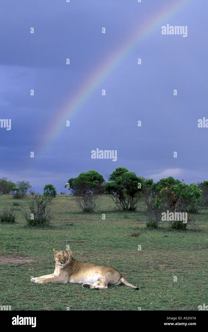 Africa Kenya Masai Mara Game Reserve Adult Lioness Panthera leo resting ...